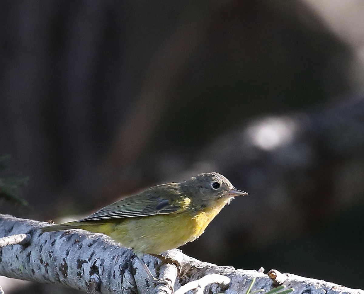 Nashville Warbler - ML63347621