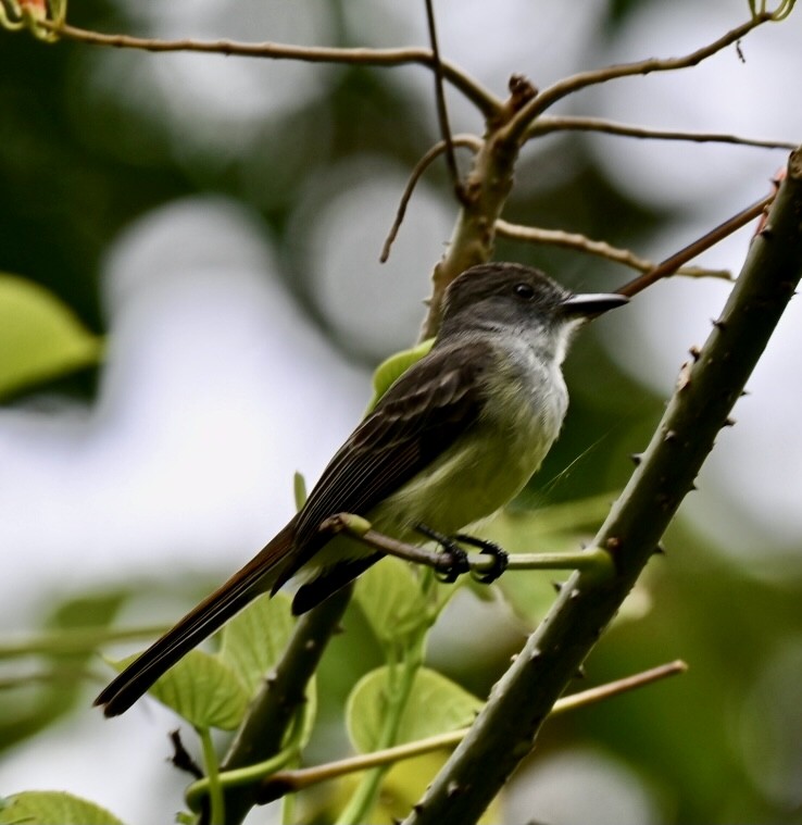 Venezuelan Flycatcher - ML633476256