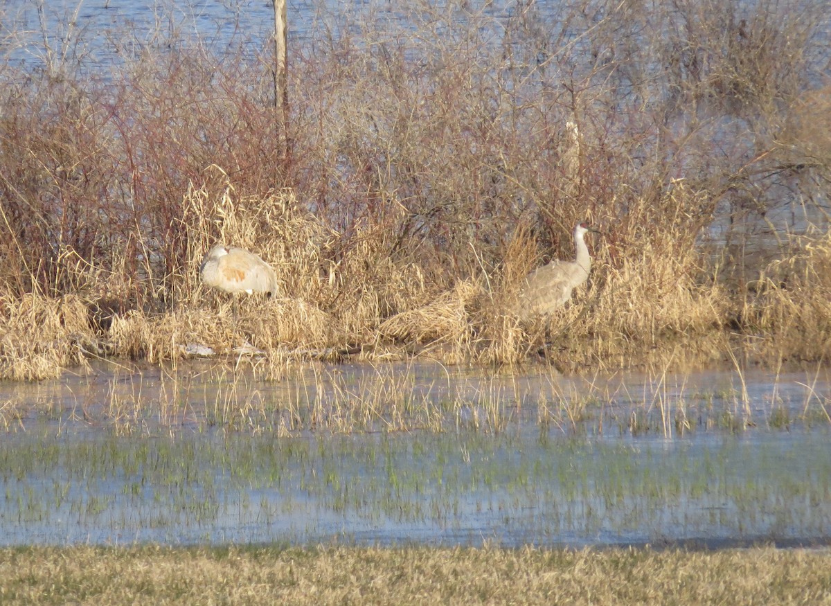 Sandhill Crane - ML633476282