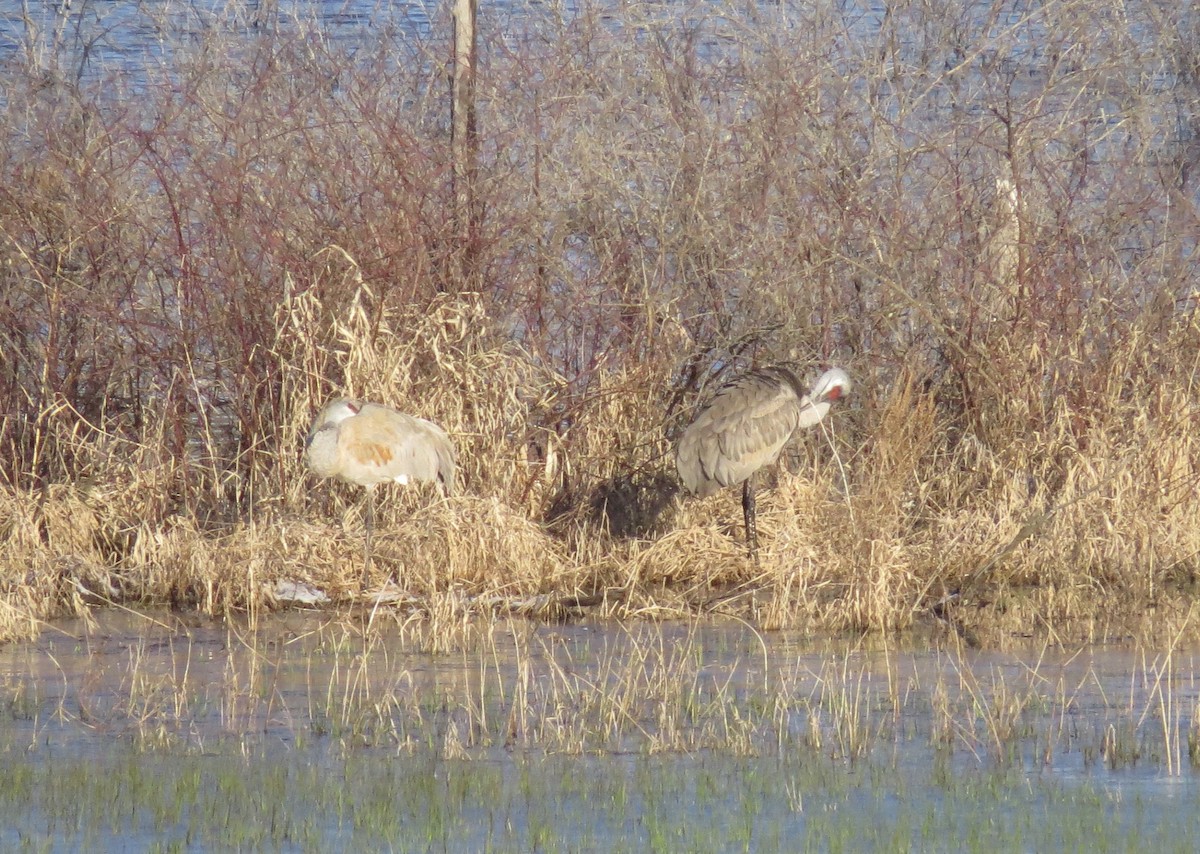 Sandhill Crane - ML633476283