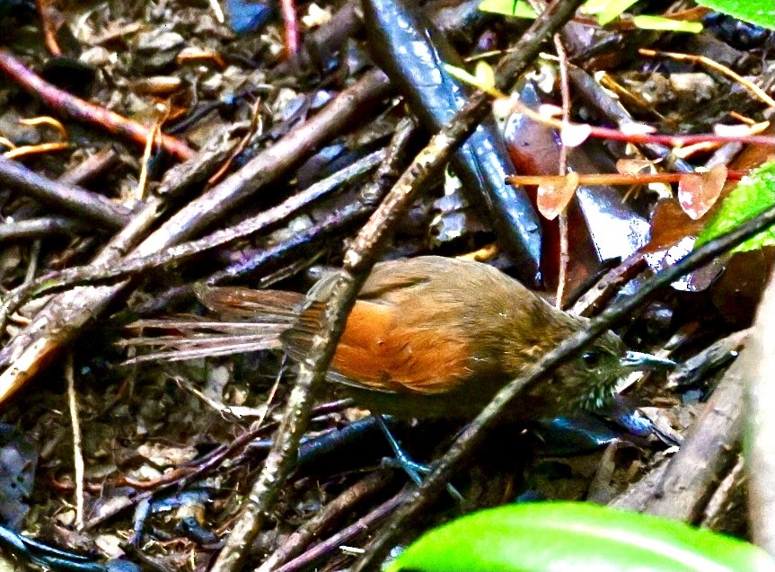 Stripe-breasted Spinetail - ML633476302