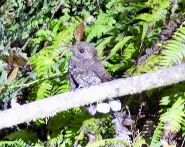 Dusky Nightjar - ML633476544