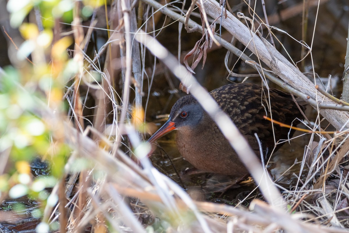 Virginia Rail - ML633476596