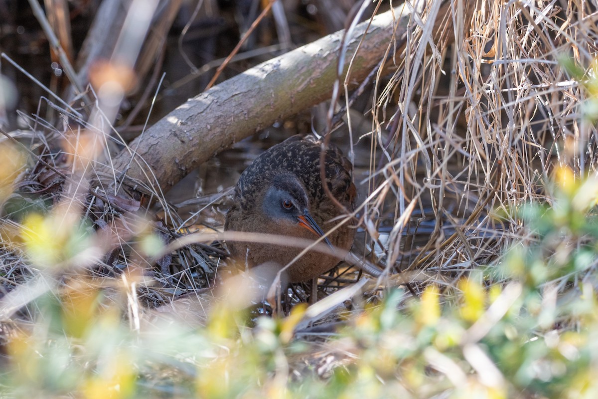 Virginia Rail - ML633476597
