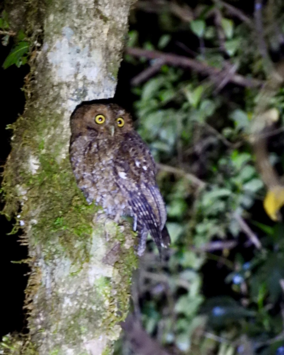 Bare-shanked Screech-Owl - ML633476608