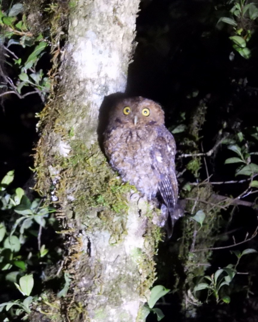 Bare-shanked Screech-Owl - ML633476609