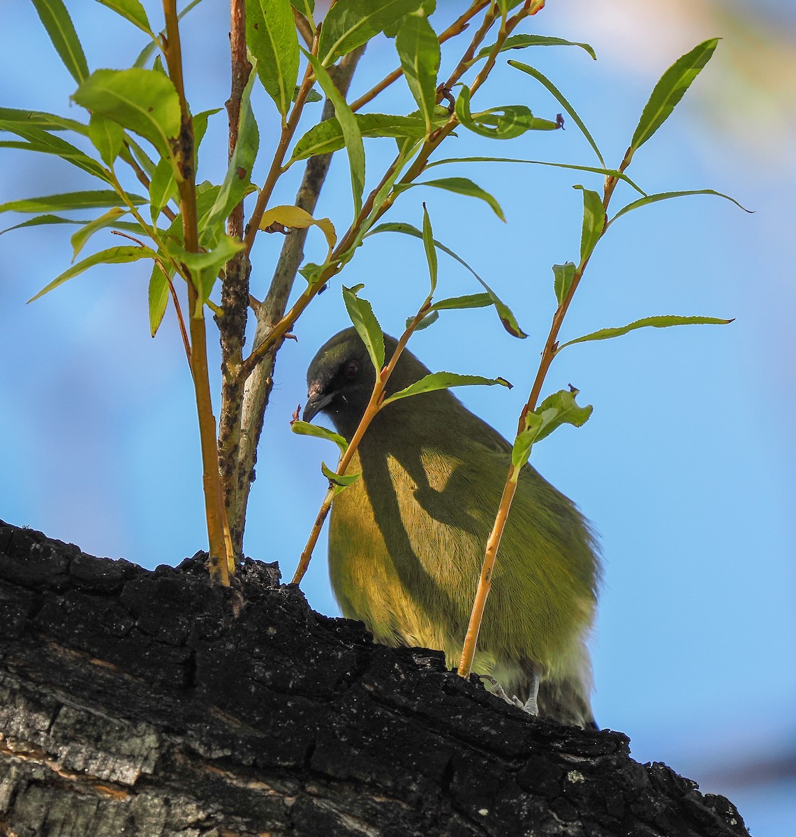 New Zealand Bellbird - Denis Kent