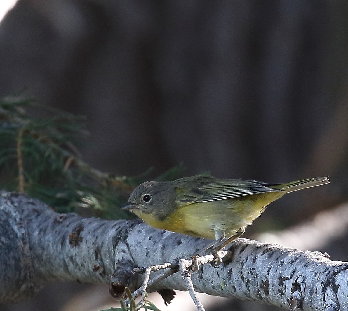 Nashville Warbler - Kent Leland