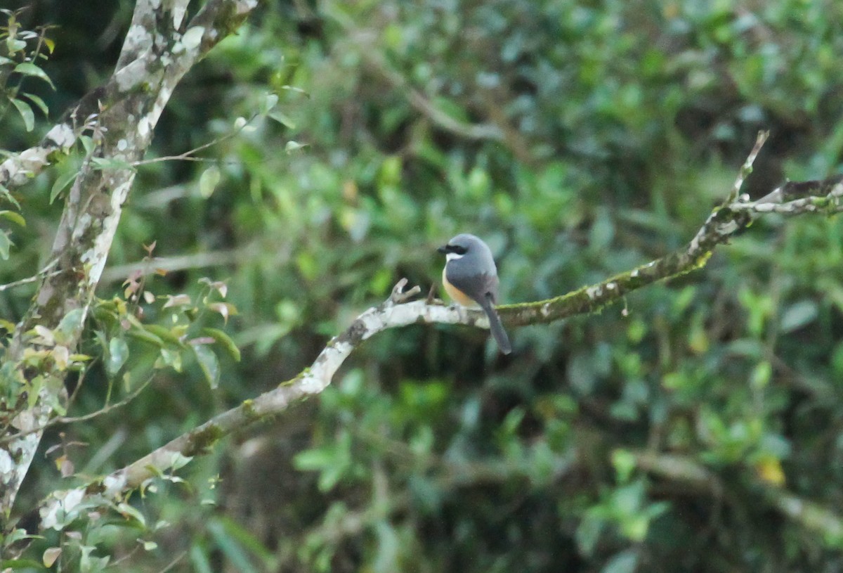Mountain Shrike - ML633476941