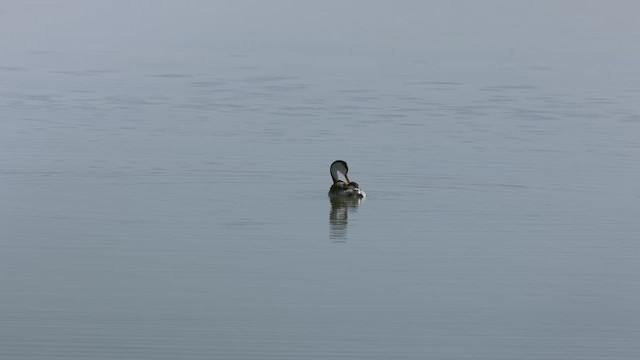Clark's Grebe - ML633476972