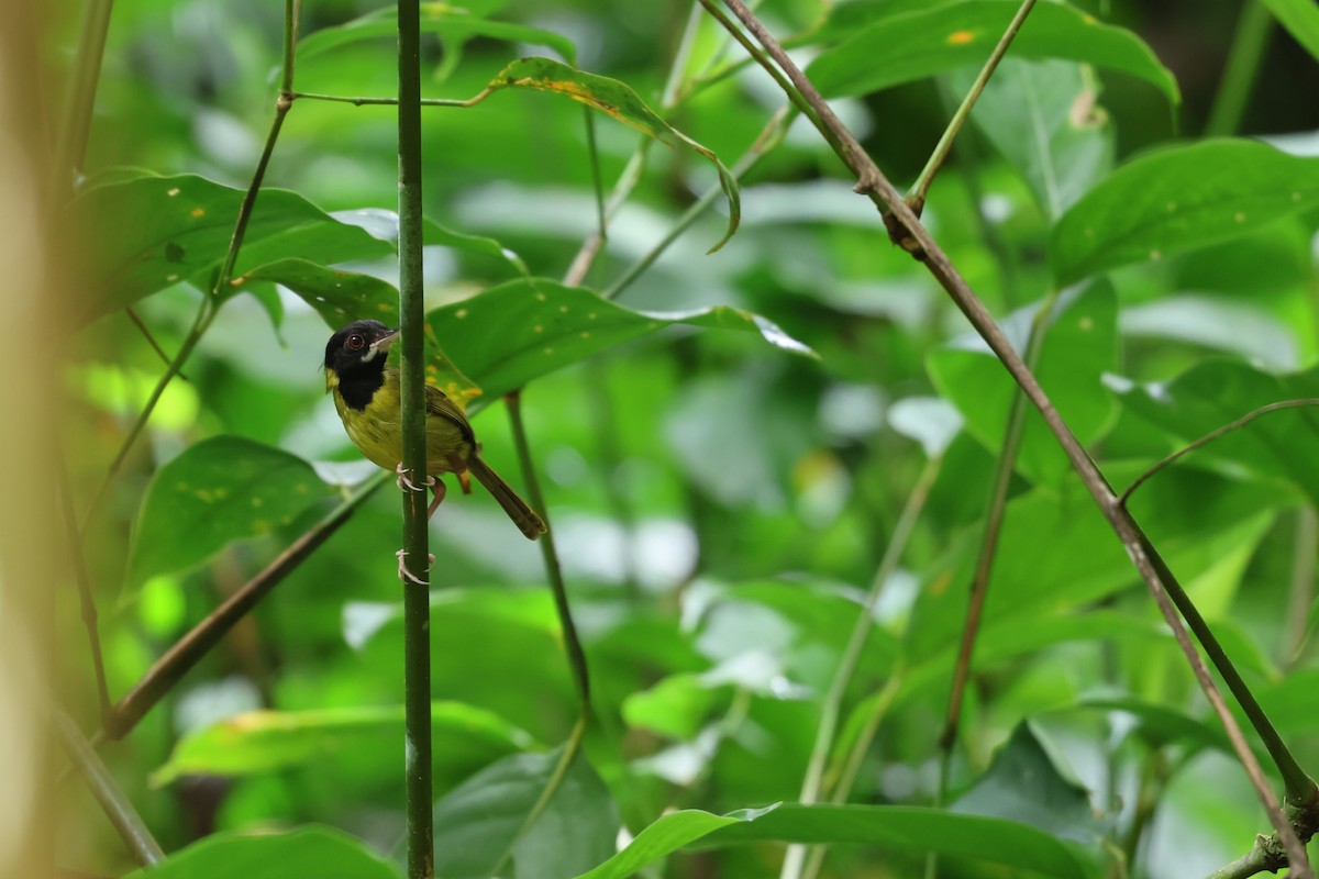 Yellow-breasted Tailorbird - Michele Burnat