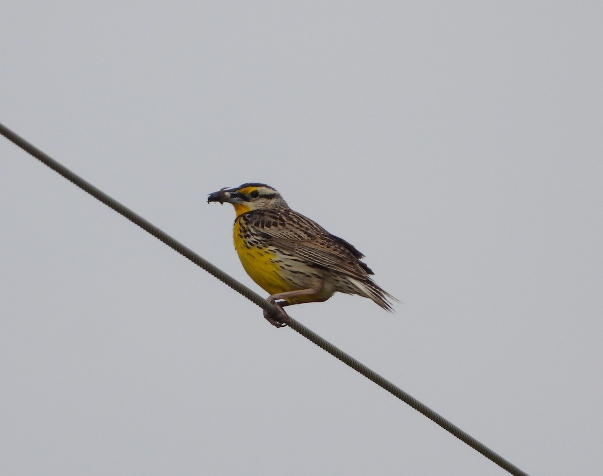 Eastern Meadowlark - ML633477117