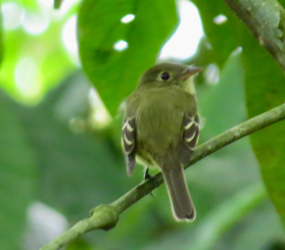 Least Flycatcher - Robert gilbert
