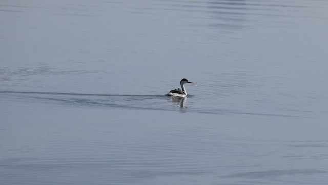 Clark's Grebe - ML633477555
