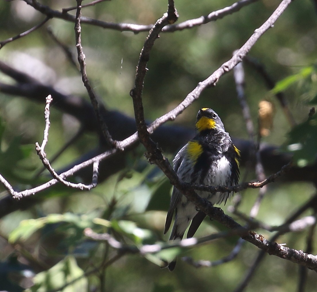 Yellow-rumped Warbler - ML63347761