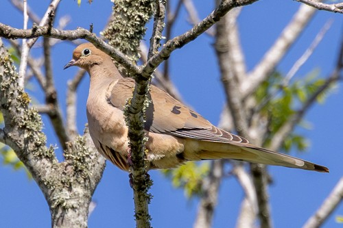 Mourning Dove - ML633477639