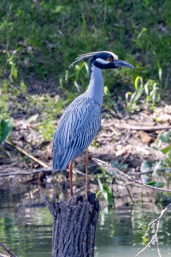 Yellow-crowned Night Heron - ML633477650