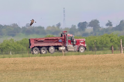 Northern Harrier - ML633477664