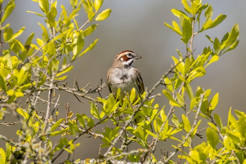 Lark Sparrow - ML633477744