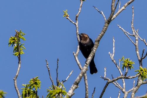 Brown-headed Cowbird - ML633477747