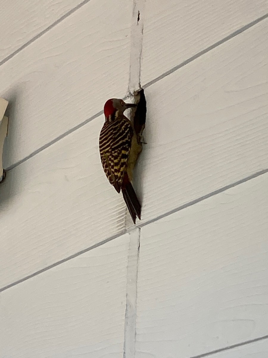 Hispaniolan Woodpecker - ML633477808