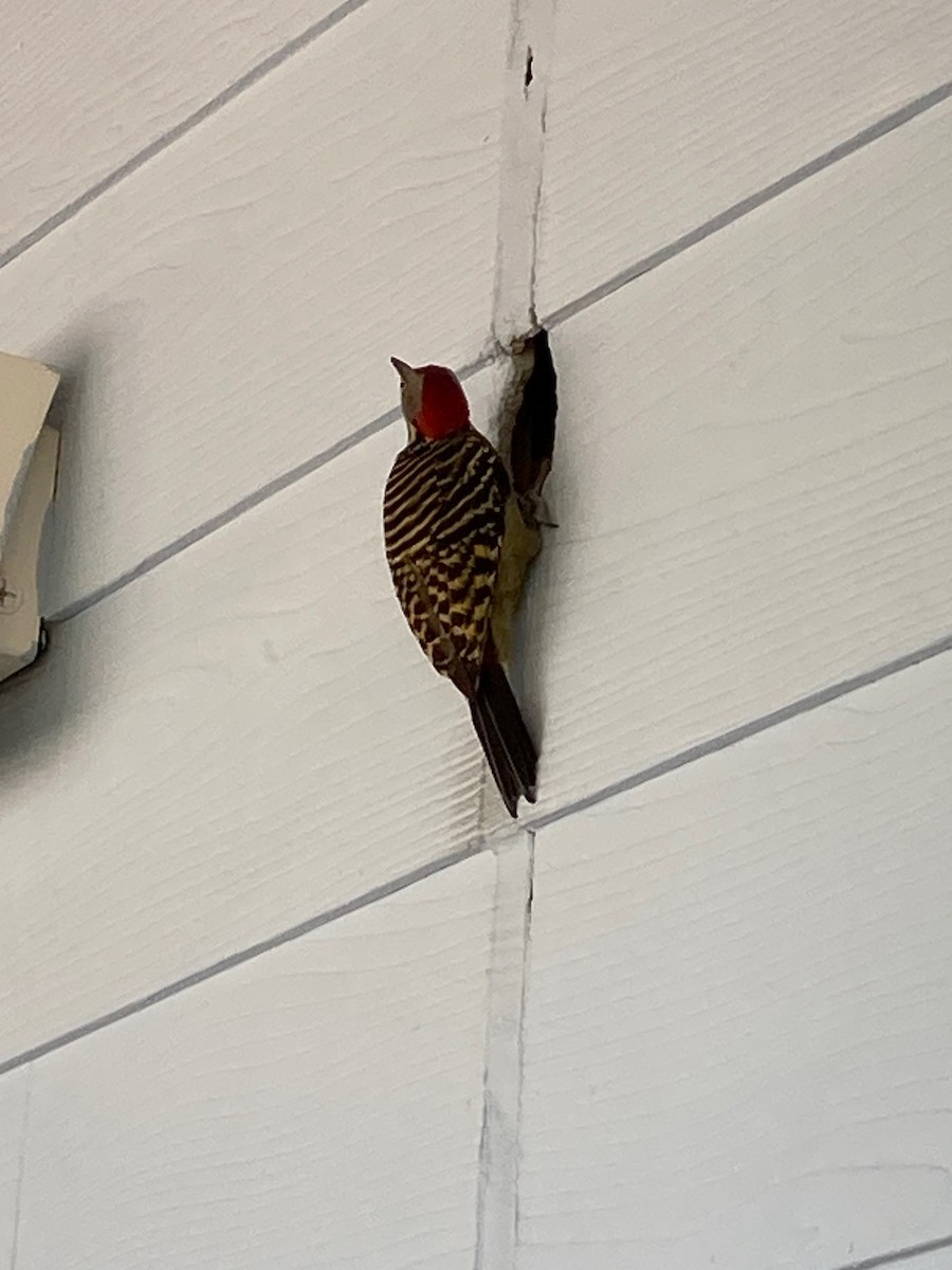 Hispaniolan Woodpecker - ML633477822