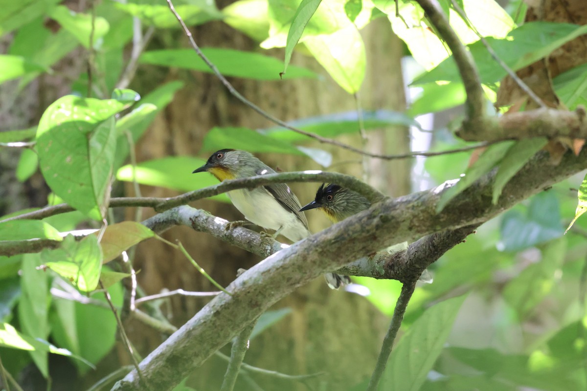 Visayan Babbler - ML633477930