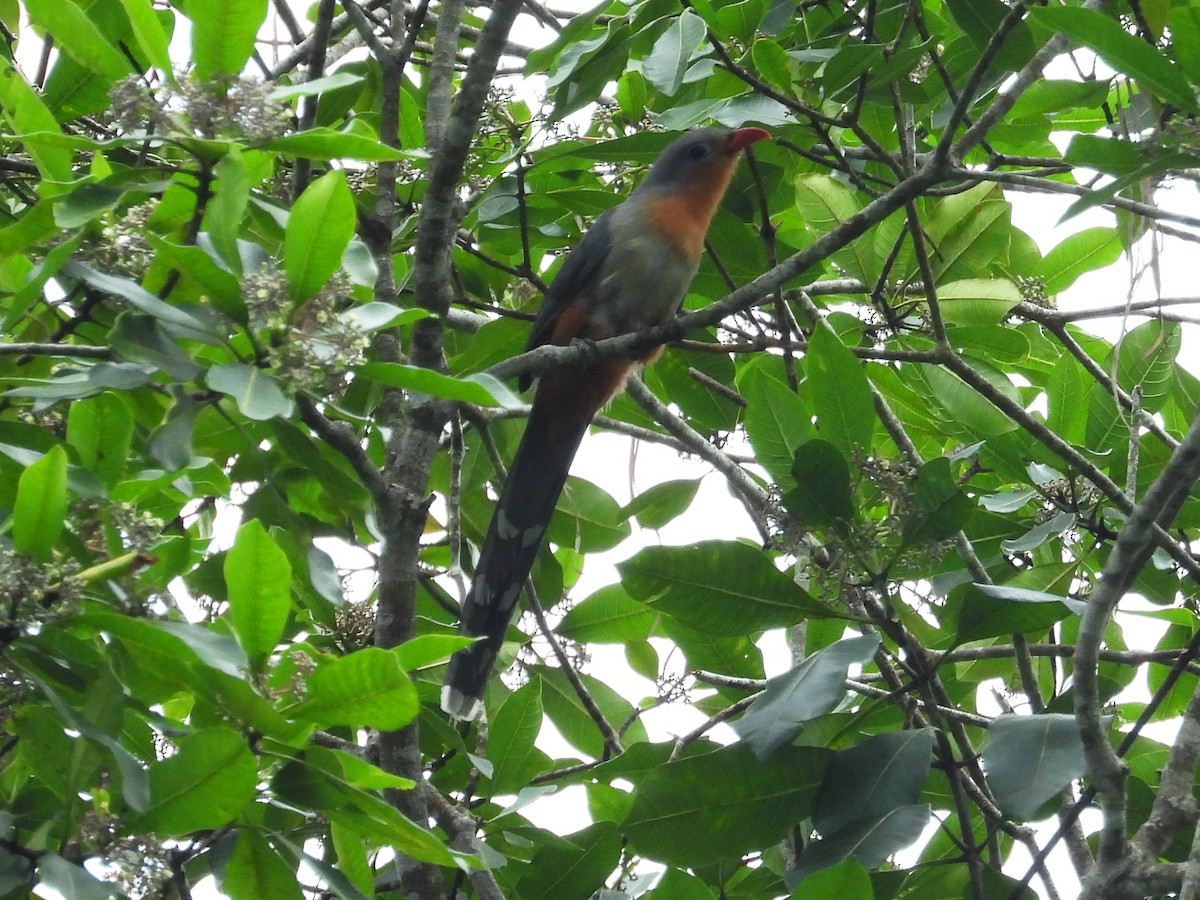 Red-billed Malkoha - ML633477989