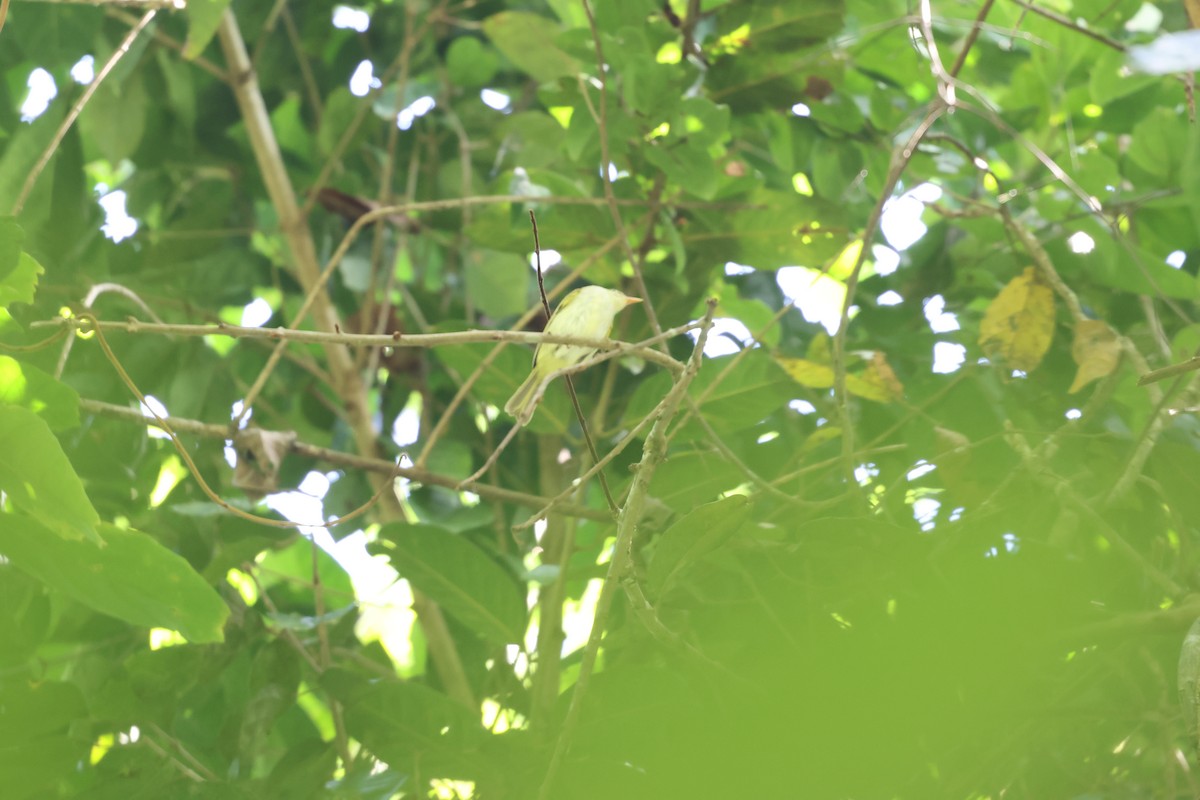 Philippine Leaf Warbler - ML633478050