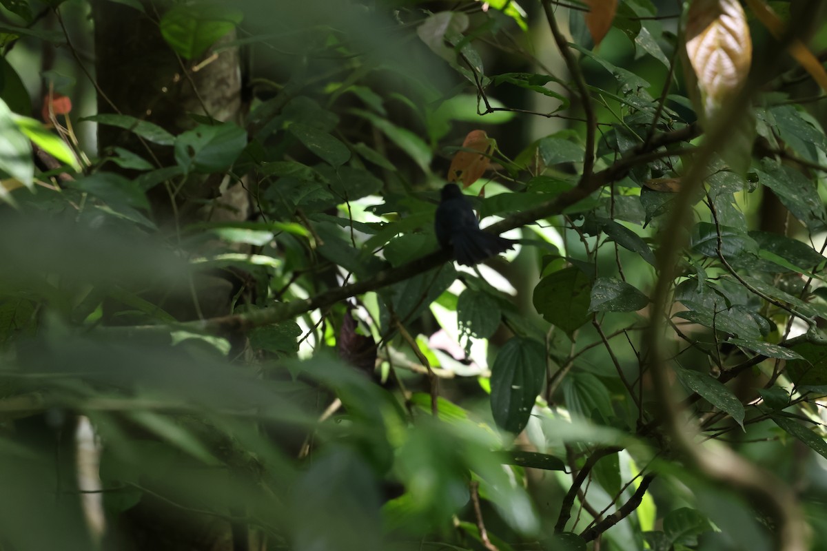 Visayan Blue-Fantail - ML633478077