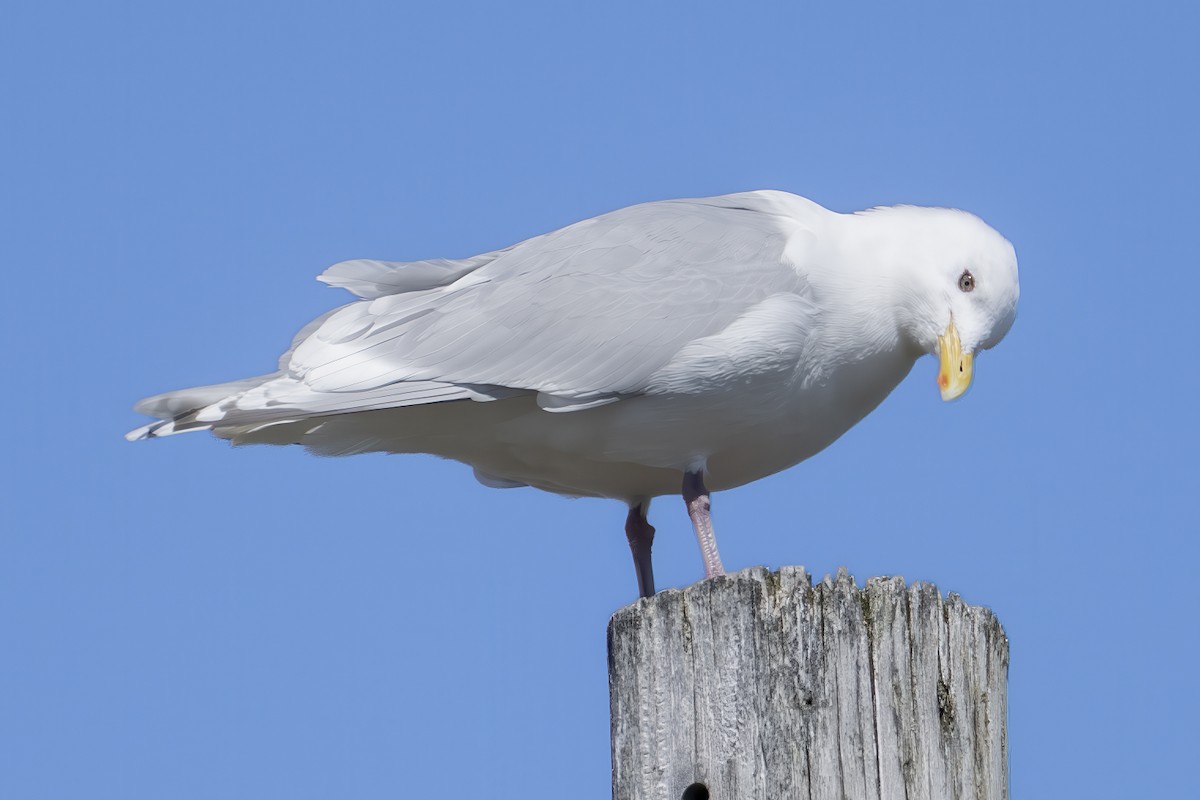 Iceland Gull (kumlieni) - ML633478086