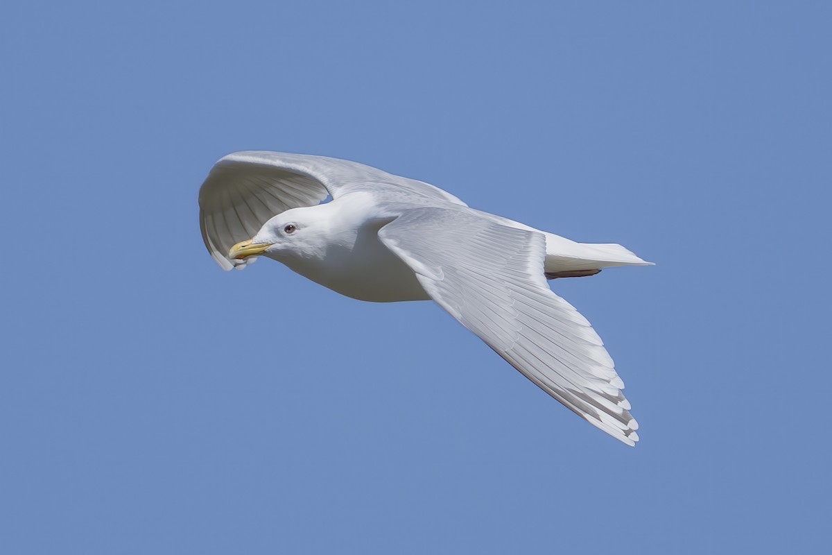 Iceland Gull (kumlieni) - ML633478087