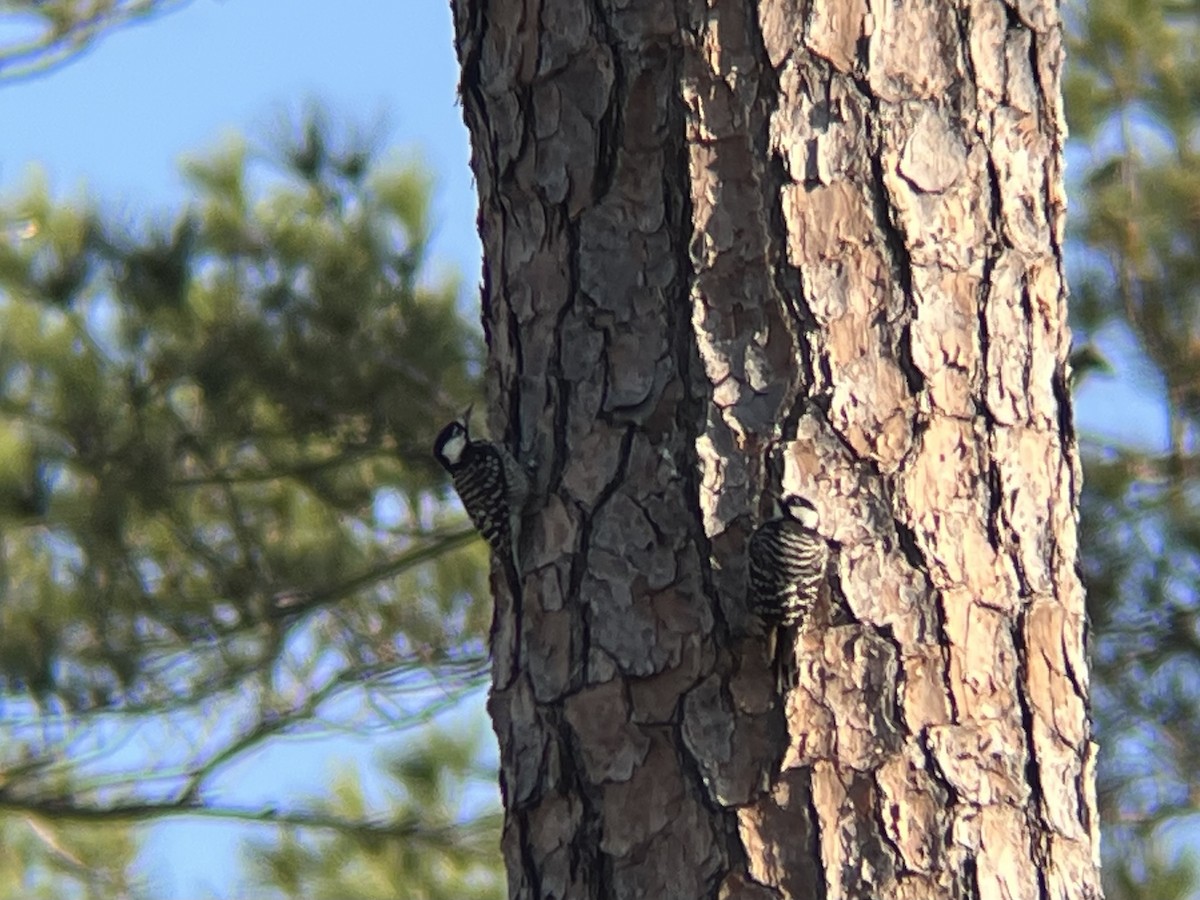 kvaespett - ML633478111