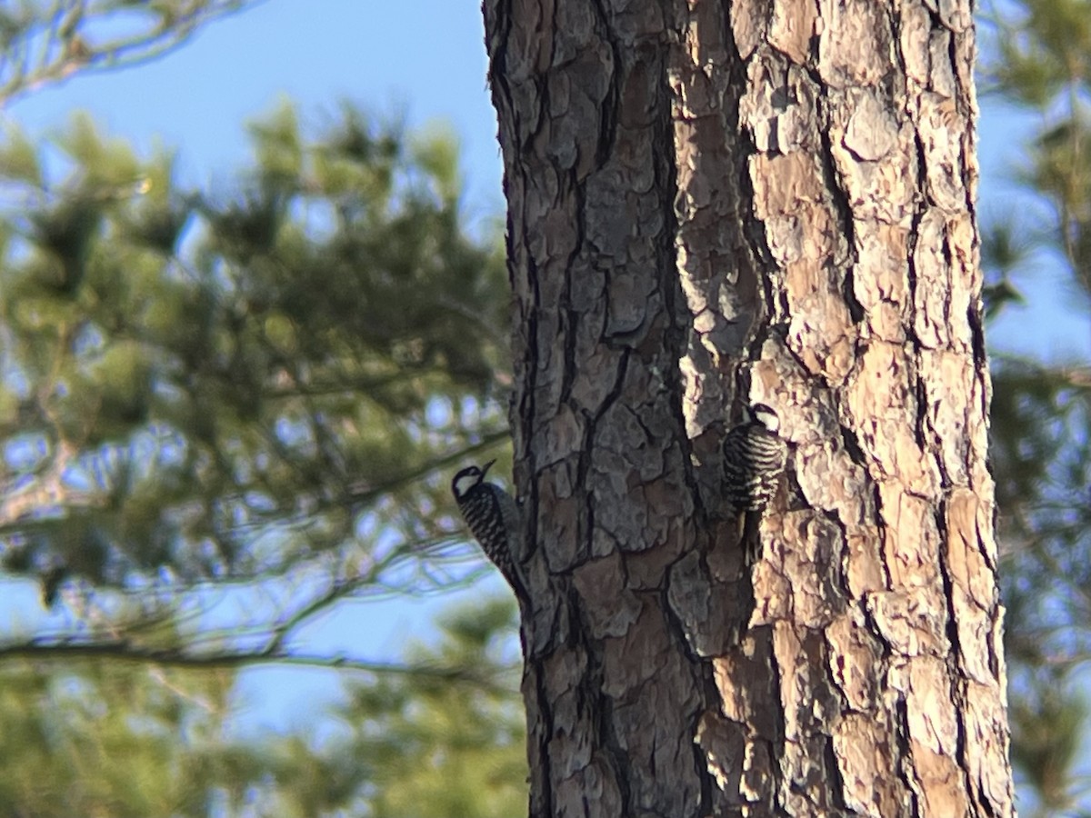 kvaespett - ML633478112