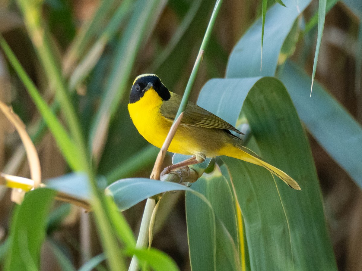 Belding's Yellowthroat - ML633478448
