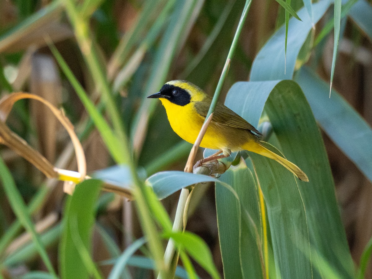 Belding's Yellowthroat - ML633478449