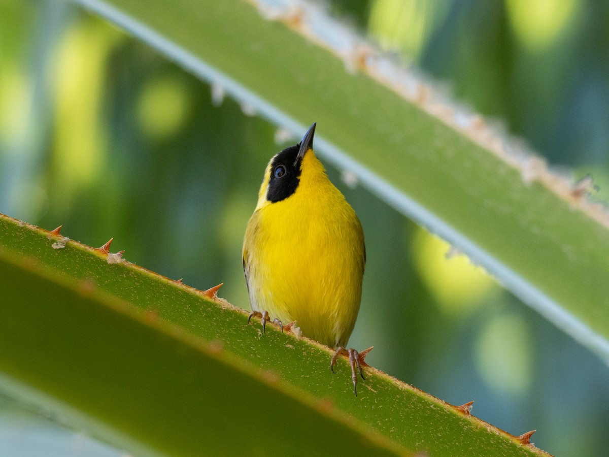 Belding's Yellowthroat - ML633478450