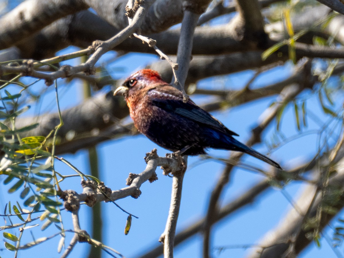 Varied Bunting - ML633478471