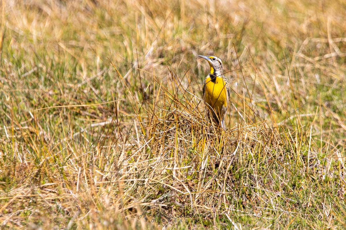 Eastern/Chihuahuan Meadowlark - ML633478546