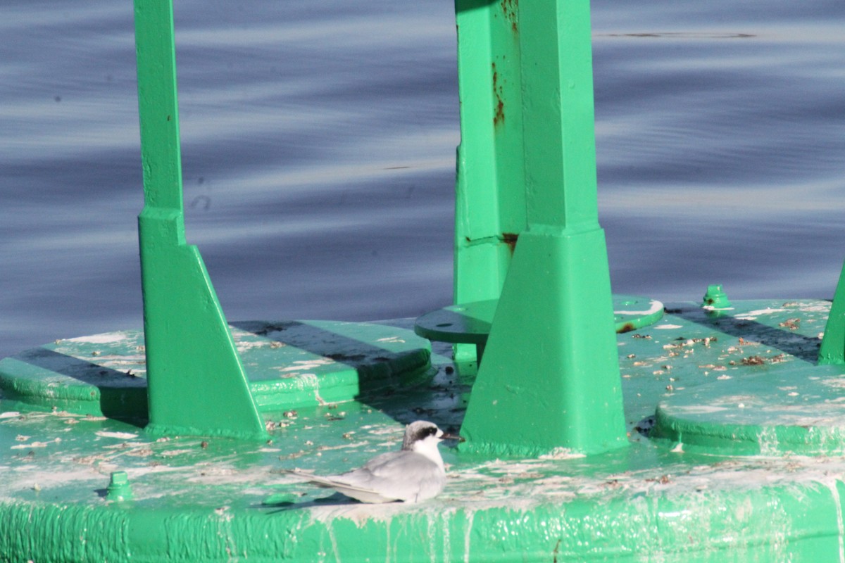Forster's Tern - ML633478580