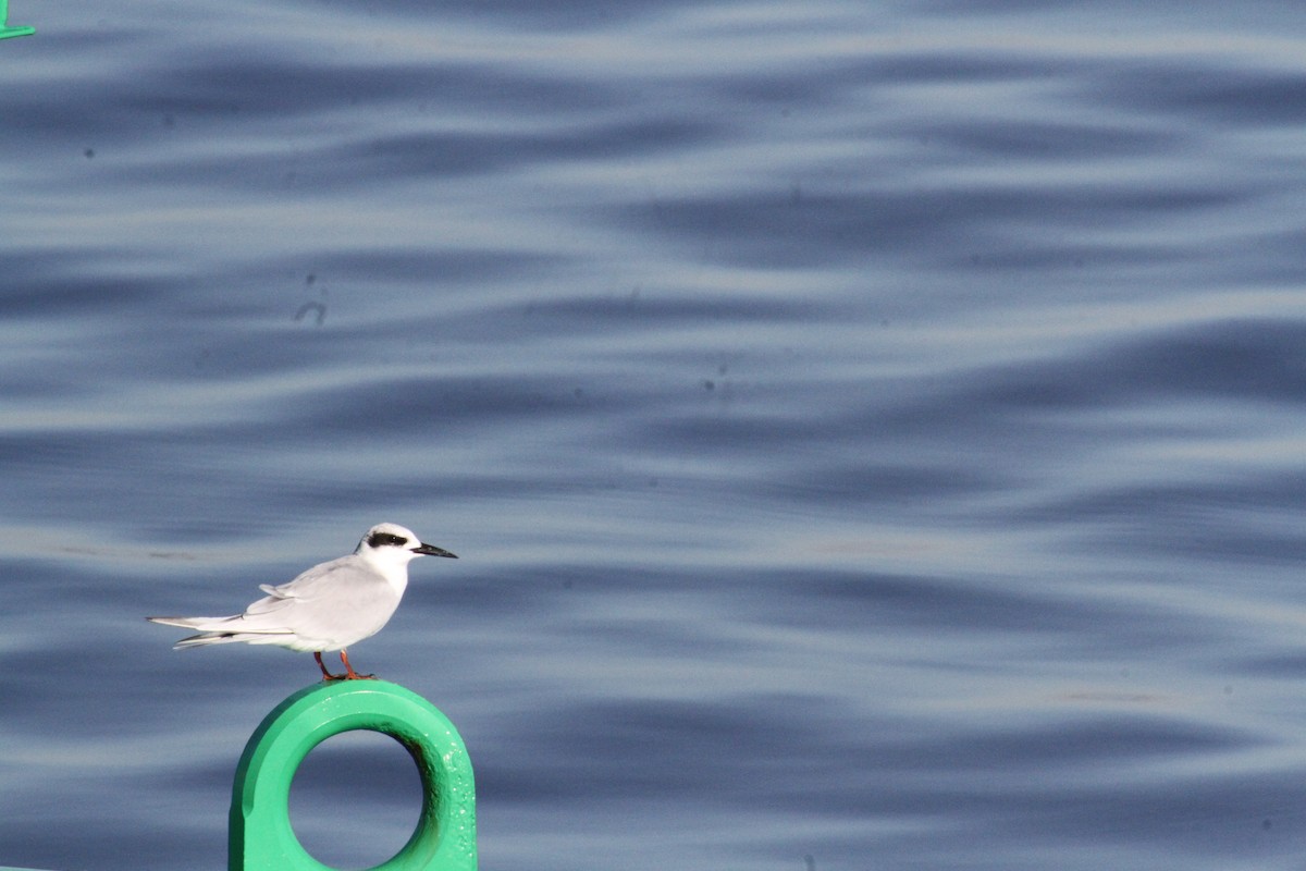 Forster's Tern - ML633478581