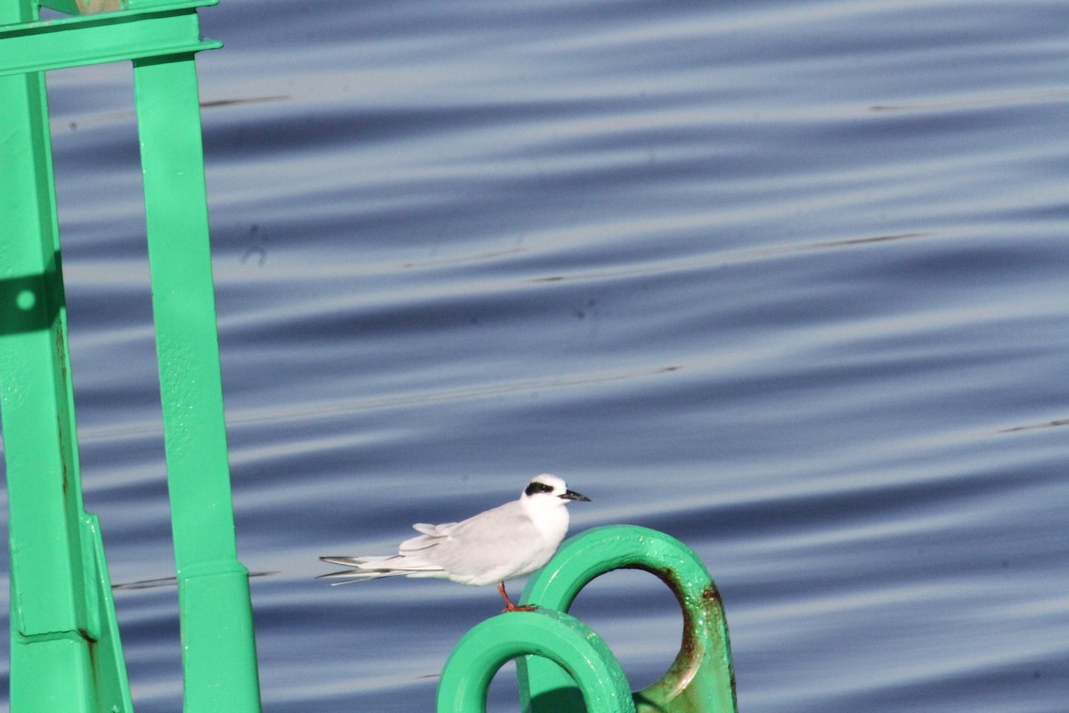 Forster's Tern - ML633478582