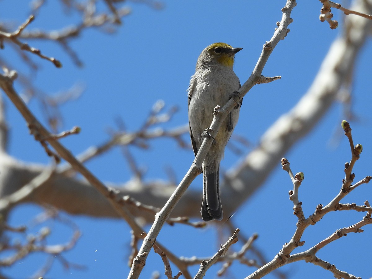 Verdin - ML633478594