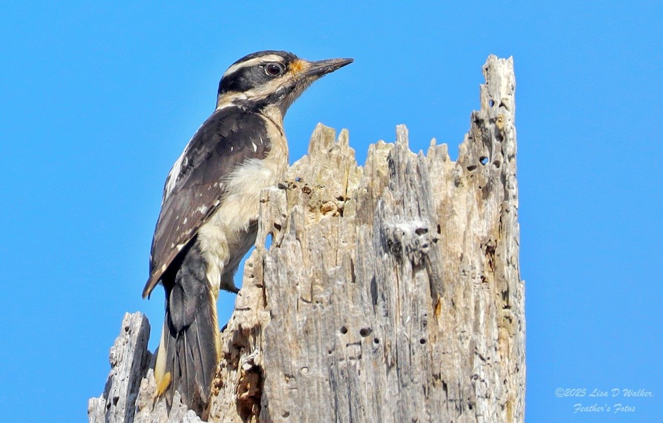 Hairy Woodpecker - ML633478612