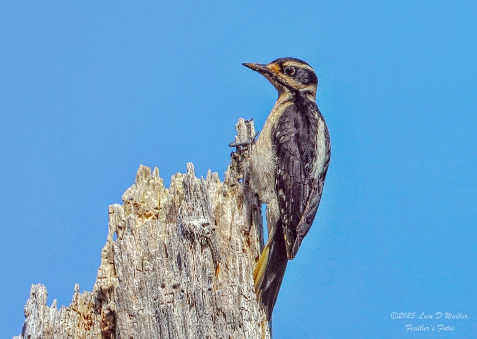 Hairy Woodpecker - ML633478613
