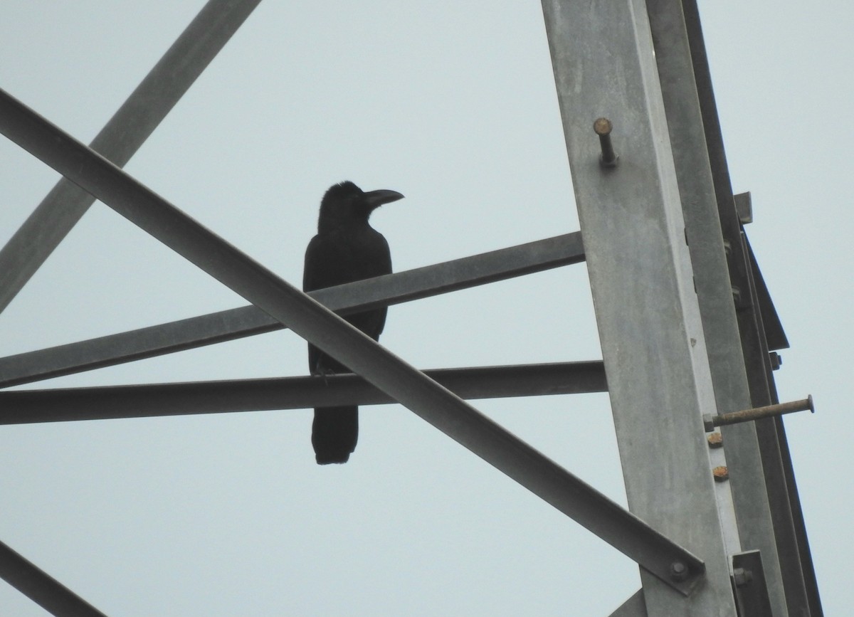 Large-billed Crow - YM Liew