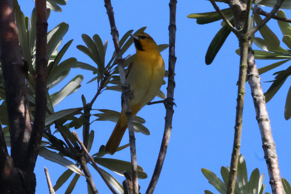 Bullock's Oriole - ML633478866