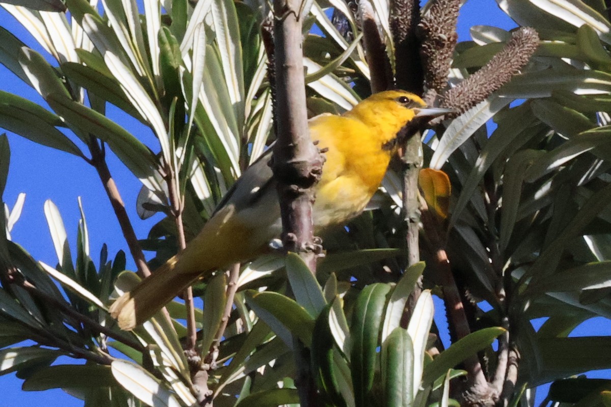 Bullock's Oriole - ML633478867