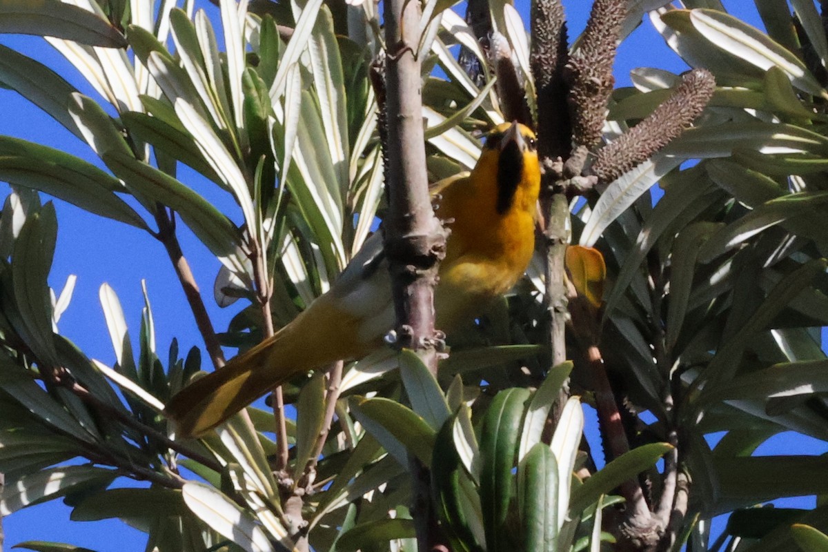 Bullock's Oriole - ML633478868