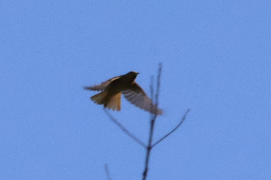 Bullock's Oriole - ML633478881